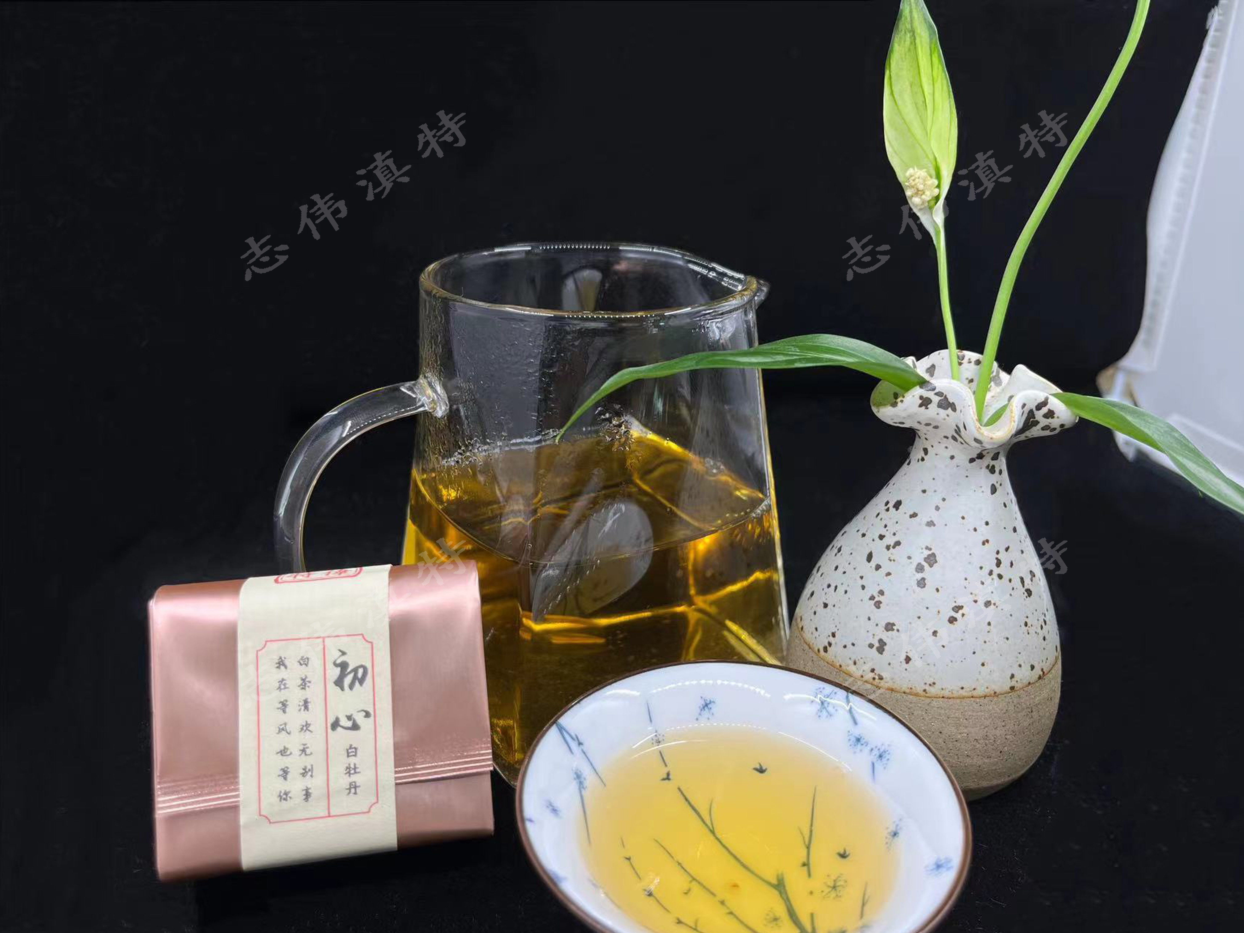 初心白牡丹